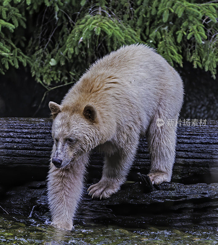 柯莫德熊(Ursus americanus kermodei)，也被称为“白灵熊”或“鬼熊”，是生活在不列颠哥伦比亚省中部海岸的美国黑熊的一个亚种。